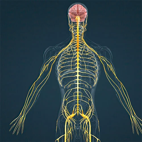 Darstellung des menschlichen Nervensystems - Symbolbild für neurochirurgische Tumorbehandlung bei Prof. Dr. Reza Akhavan-Sigari in Bremen